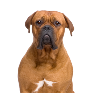 Petland Summerville, South Carolina Pet Store Dogue de Bordeaux