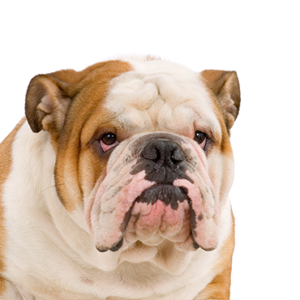 Petland Summerville, South Carolina Pet Store English Bulldog