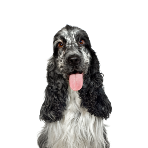 Petland Summerville, South Carolina Pet Store English Cocker Spaniel