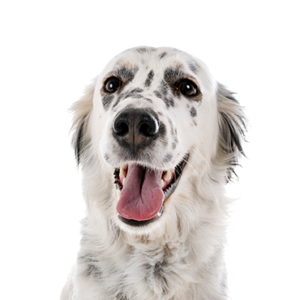 Petland Summerville, South Carolina Pet Store English Setter