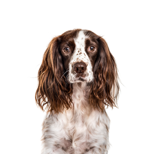 Petland Summerville, South Carolina Pet Store English Springer Spaniel