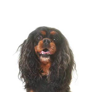 Petland Summerville, South Carolina Pet Store English Toy Spaniel