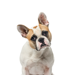 Petland Summerville, South Carolina Pet Store French Bulldog