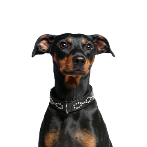 Petland Summerville, South Carolina Pet Store German Pinscher