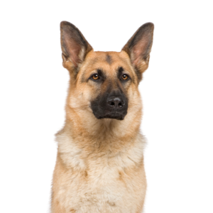 Petland Summerville, South Carolina Pet Store German Shepherd