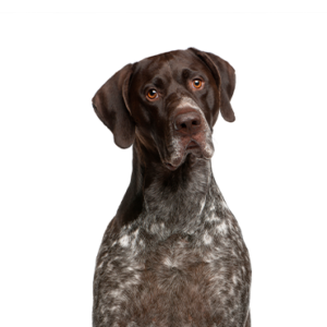 Petland Summerville, South Carolina Pet Store German Shorthaired Pointer