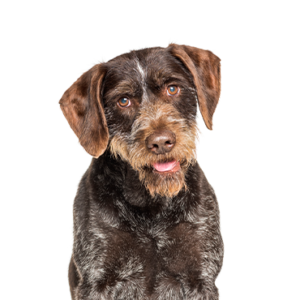 Petland Summerville, South Carolina Pet Store German Wirehaired Pointer