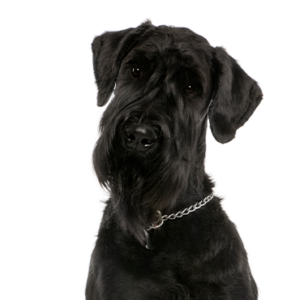 Petland Summerville, South Carolina Pet Store Giant Schnauzer