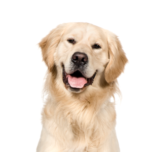 Petland Summerville, South Carolina Pet Store Golden Retriever