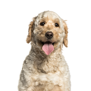 Petland Summerville, South Carolina Pet Store Goldendoodle