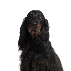 Petland Summerville, South Carolina Pet Store Gordon Setter