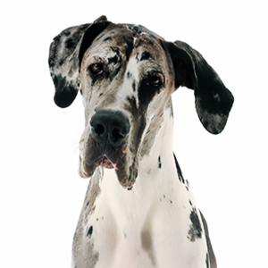Petland Summerville, South Carolina Pet Store Great Dane
