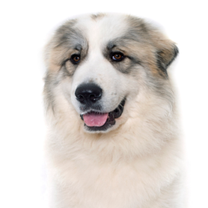 Petland Summerville, South Carolina Pet Store Great Pyrenees