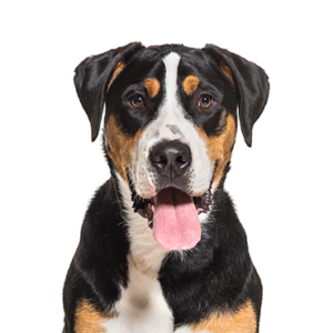 Petland Summerville, South Carolina Pet Store Great Swiss Mountain Dog
