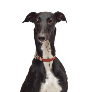 Petland Summerville, South Carolina Pet Store Greyhound
