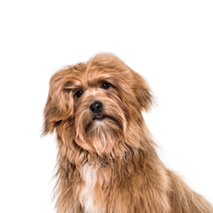 Petland Summerville, South Carolina Pet Store Havanese