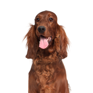 Petland Summerville, South Carolina Pet Store Irish Setter