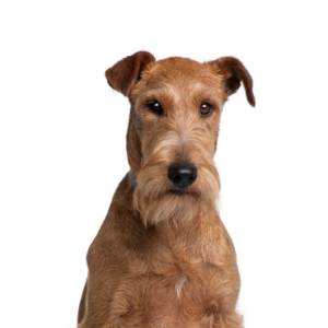 Petland Summerville, South Carolina Pet Store Irish Terrier