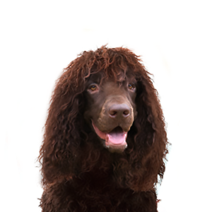 Petland Summerville, South Carolina Pet Store Irish Water Spaniel