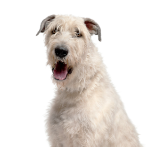 Petland Summerville, South Carolina Pet Store Irish Wolfhound