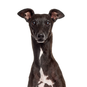Petland Summerville, South Carolina Pet Store Italian Greyhound