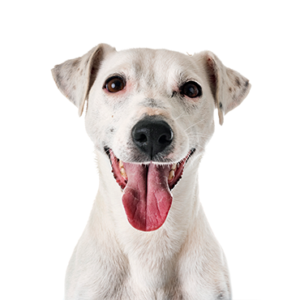 Petland Summerville, South Carolina Pet Store Jack Russell Terrier
