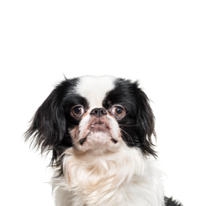 Petland Summerville, South Carolina Pet Store Japanese Chin