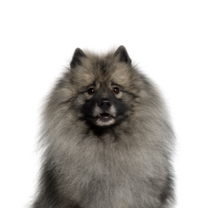 Petland Summerville, South Carolina Pet Store Keeshond