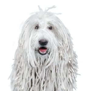Petland Summerville, South Carolina Pet Store Komondor