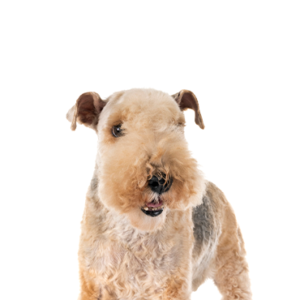 Petland Summerville, South Carolina Pet Store Lakeland Terrier
