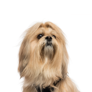 Petland Summerville, South Carolina Pet Store Lhasa Apso