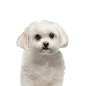 Petland Summerville, South Carolina Pet Store Maltese