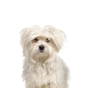 Petland Summerville, South Carolina Pet Store Maltipom