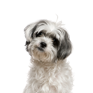 Petland Summerville, South Carolina Pet Store Malshi