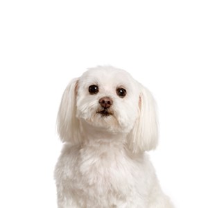 Petland Summerville, South Carolina Pet Store Maltichon