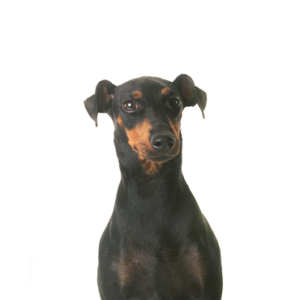 Petland Summerville, South Carolina Pet Store Manchester Terrier
