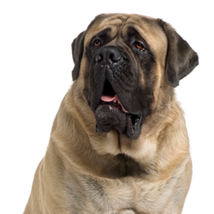 Petland Summerville, South Carolina Pet Store Mastiff