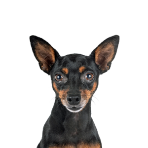 Petland Summerville, South Carolina Pet Store Miniature Pinscher