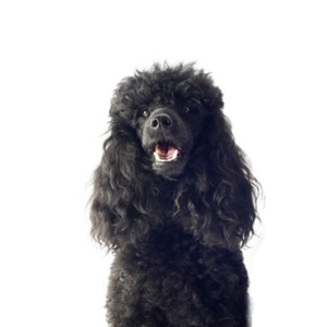 Petland Summerville, South Carolina Pet Store Miniature Poodle