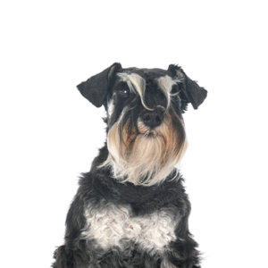 Petland Summerville, South Carolina Pet Store Miniature Schnauzer