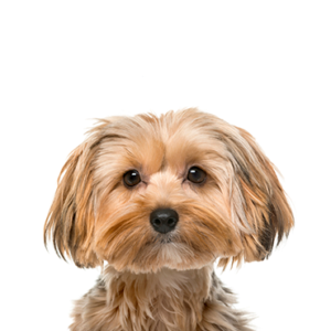 Petland Summerville, South Carolina Pet Store Morkie