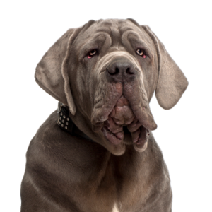 Petland Summerville, South Carolina Pet Store Neapolitan Mastiff