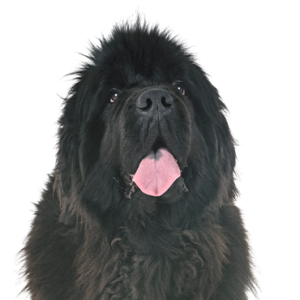 Petland Summerville, South Carolina Pet Store Newfoundland