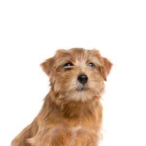 Petland Summerville, South Carolina Pet Store Norfolk Terrier