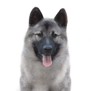 Petland Summerville, South Carolina Pet Store Norwegian Elkhound