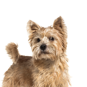 Petland Summerville, South Carolina Pet Store Norwich Terrier