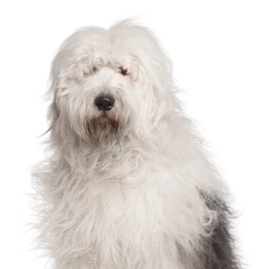 Petland Summerville, South Carolina Pet Store Old English Sheepdog