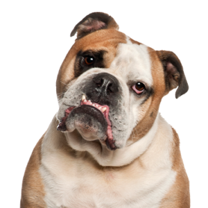 Petland Summerville, South Carolina Pet Store Olde English Bulldogge