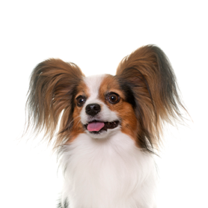 Petland Summerville, South Carolina Pet Store Papillon