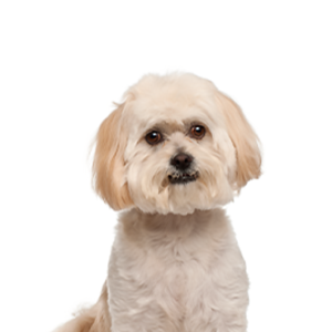 Petland Summerville, South Carolina Pet Store Peekapoo